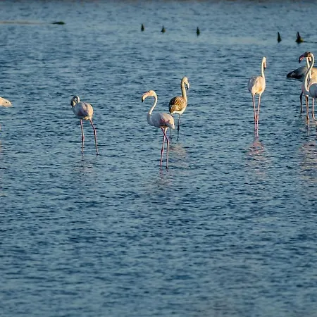 Lägenhet Pajaro Figueira da Foz