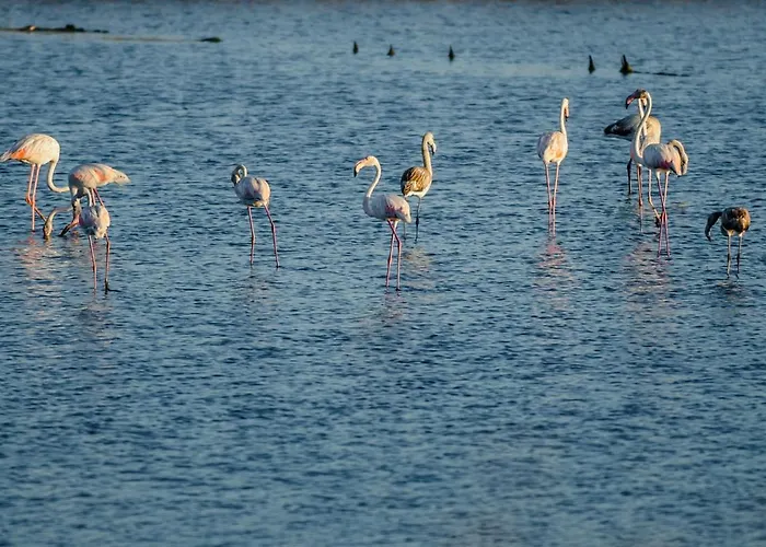 Apartament Pajaro Figueira da Foz